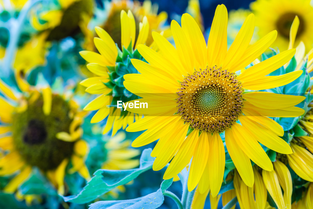 CLOSE-UP OF SUNFLOWER IN BLOOM OF YELLOW FLOWERING PLANT