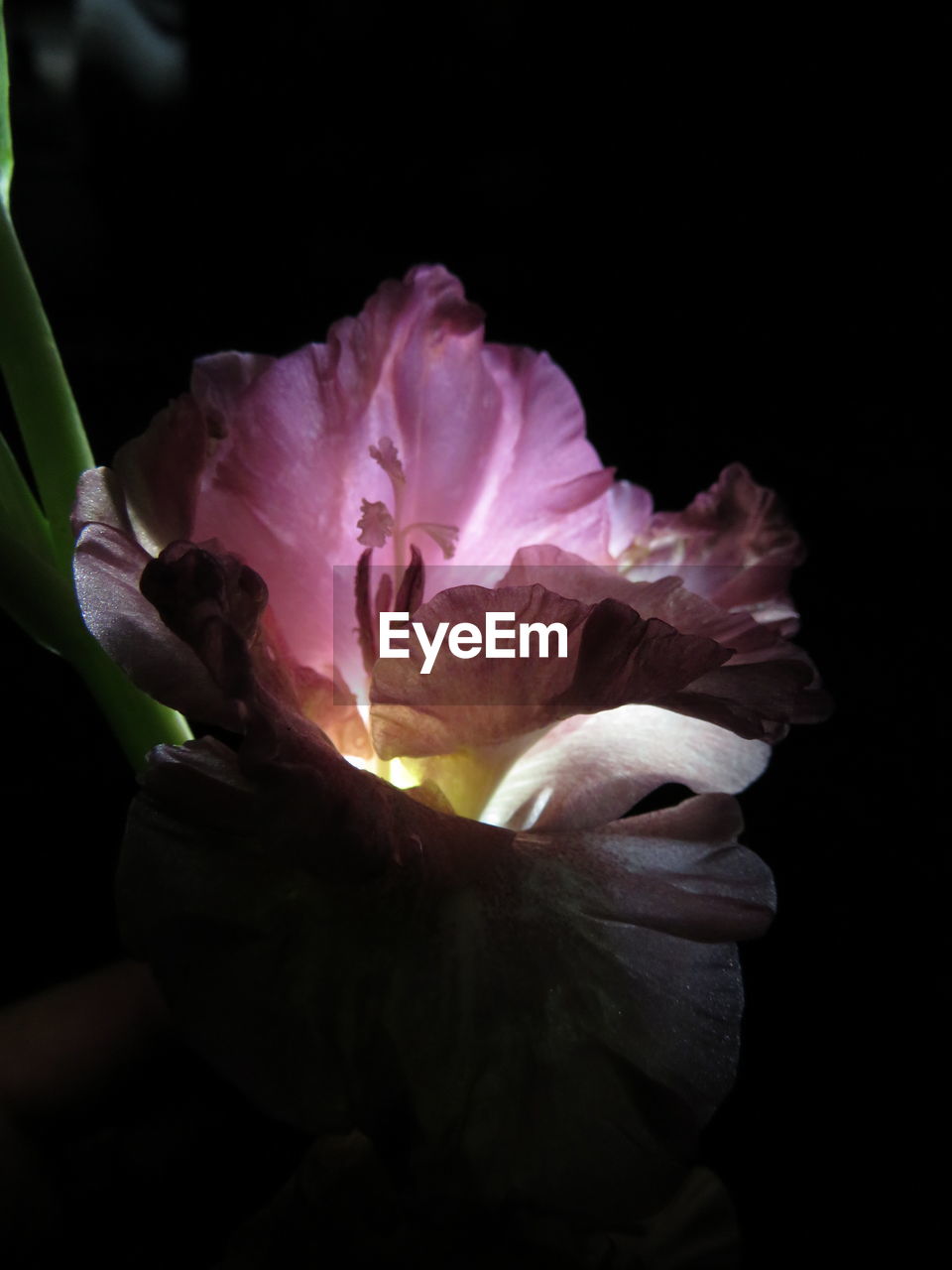 CLOSE-UP OF PINK ROSE FLOWER