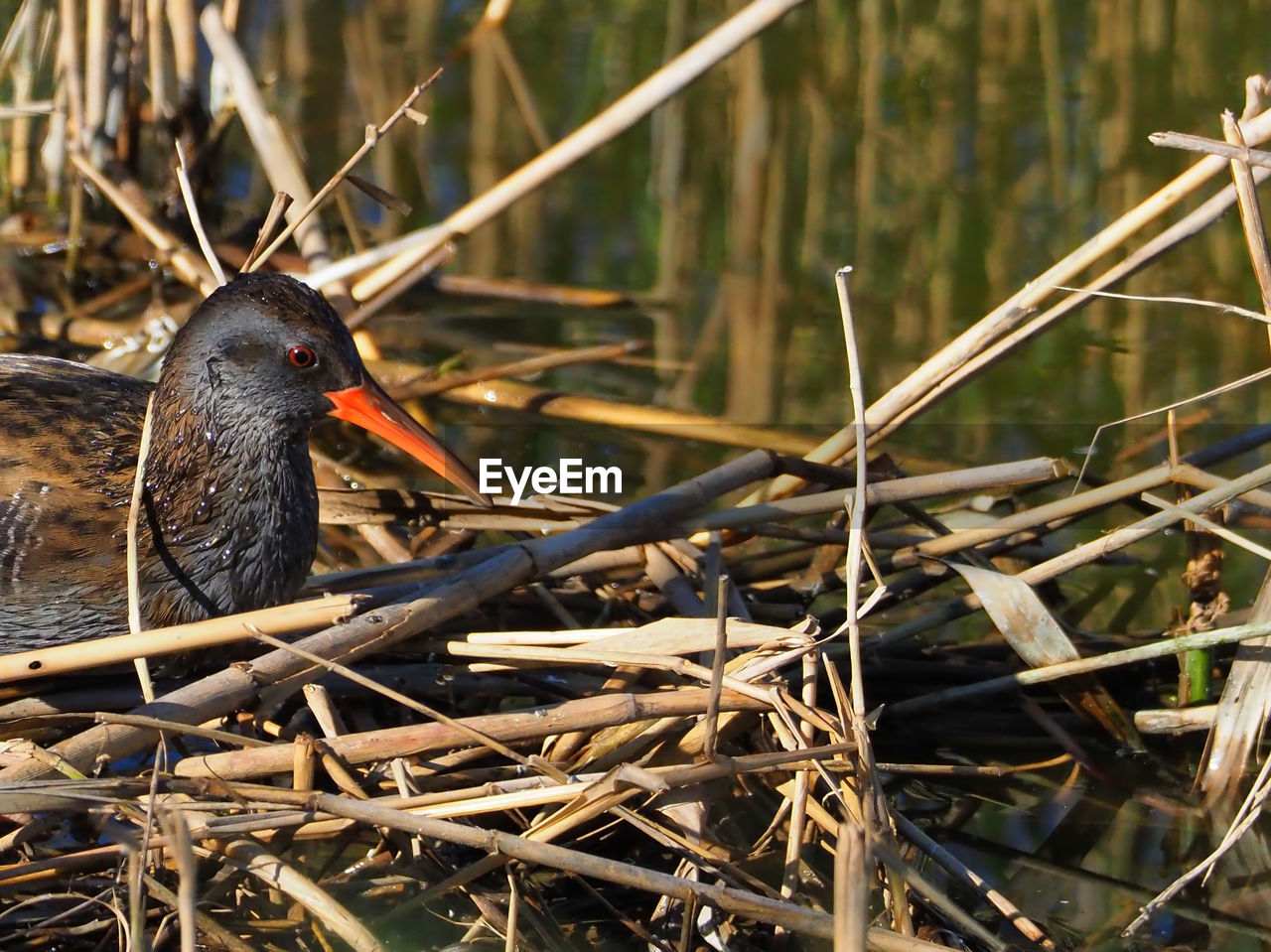 CLOSE-UP OF DUCK