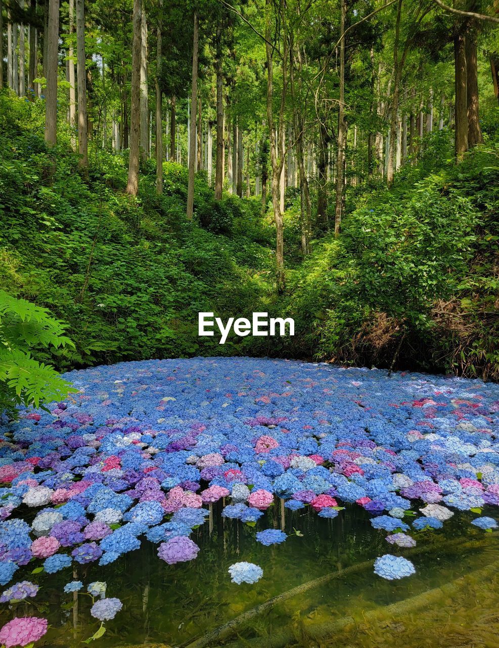 Close-up of purple crocus flowers in forest