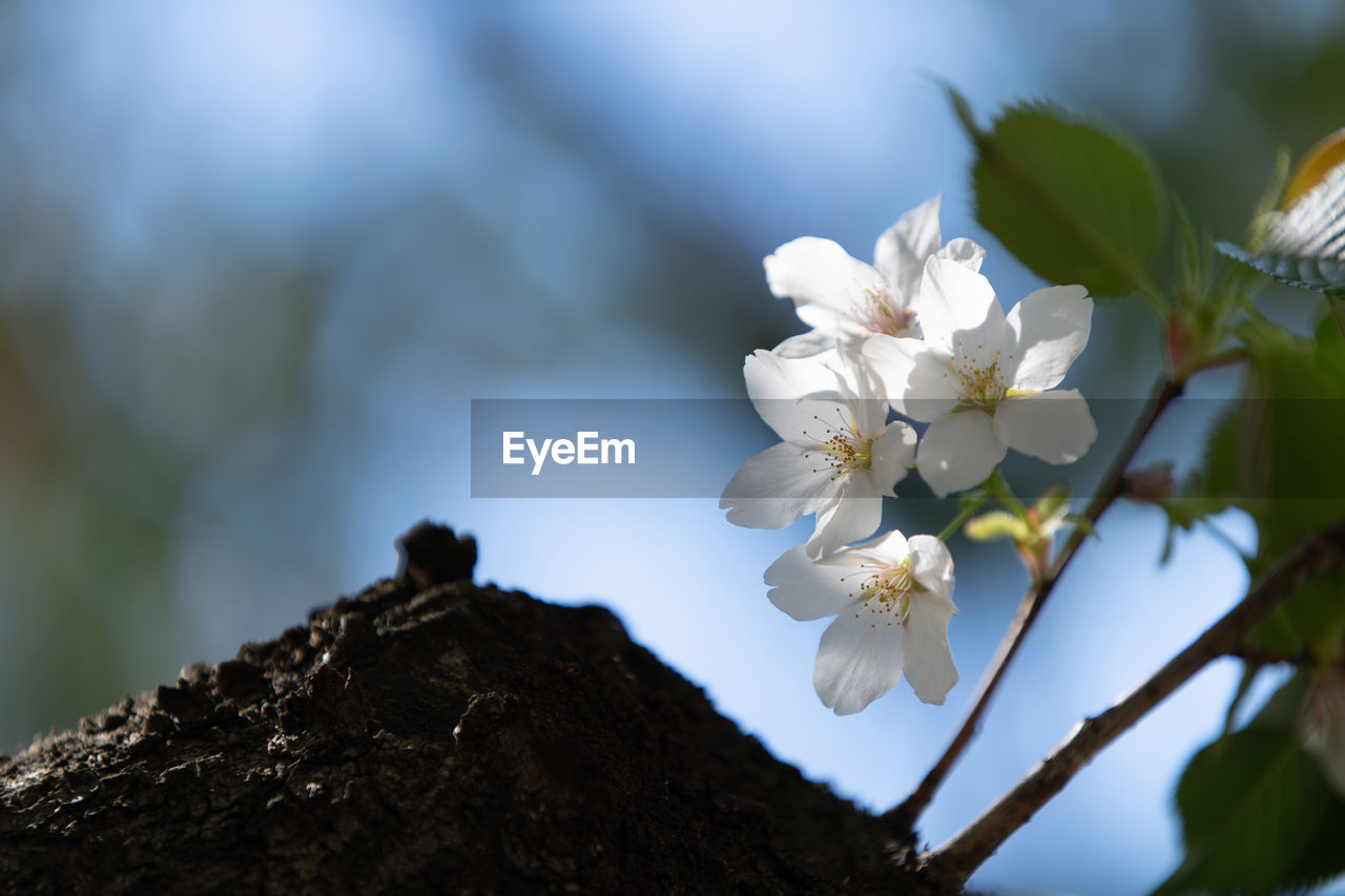 CLOSE-UP OF WHITE CHERRY BLOSSOM PLANT