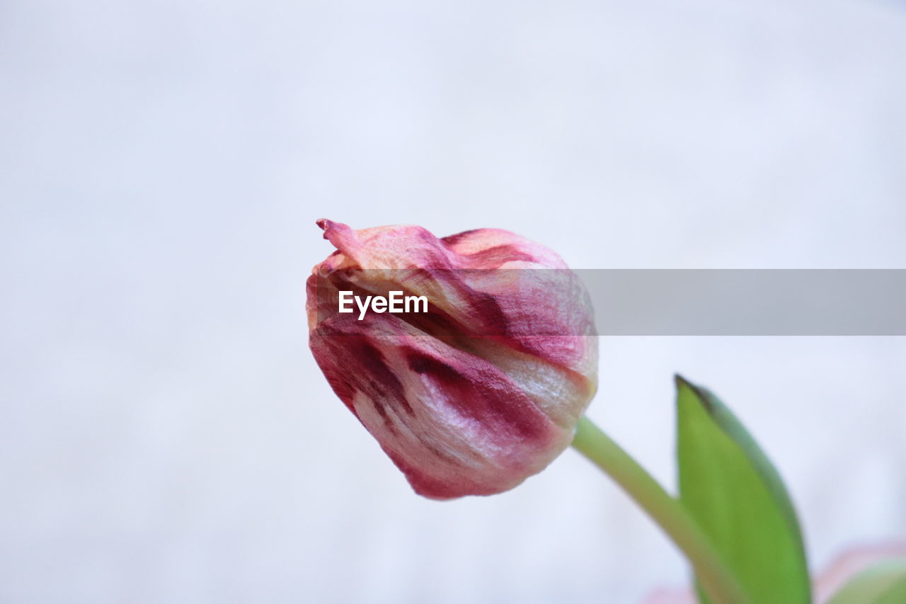 Close-up of pink tulip flower bud