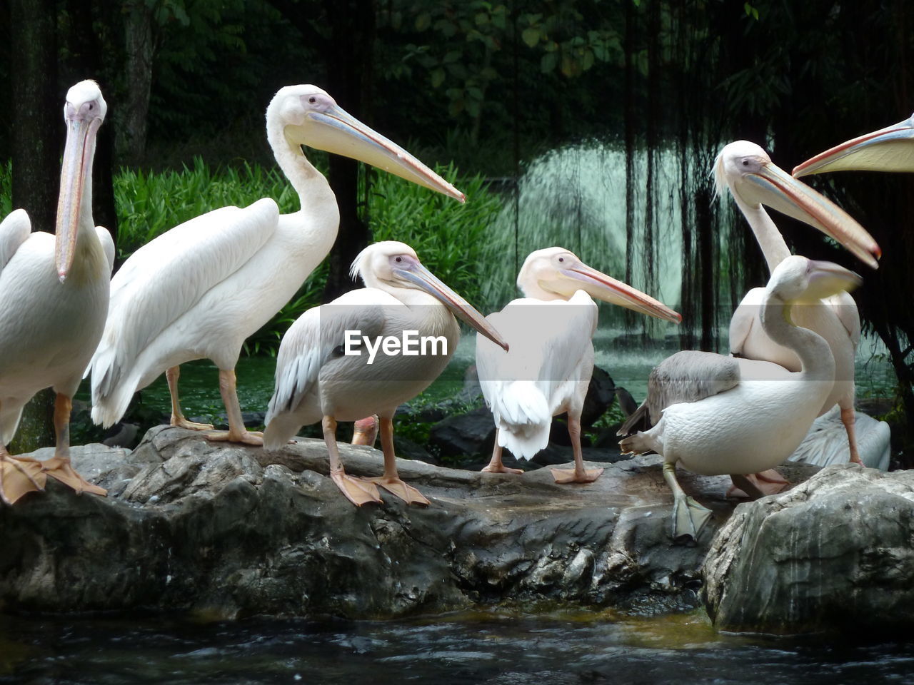 DUCKS ON ROCK