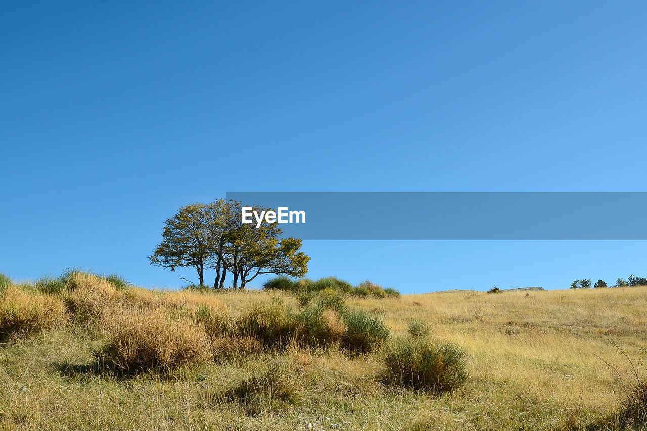 Trees on field against clear blue sky