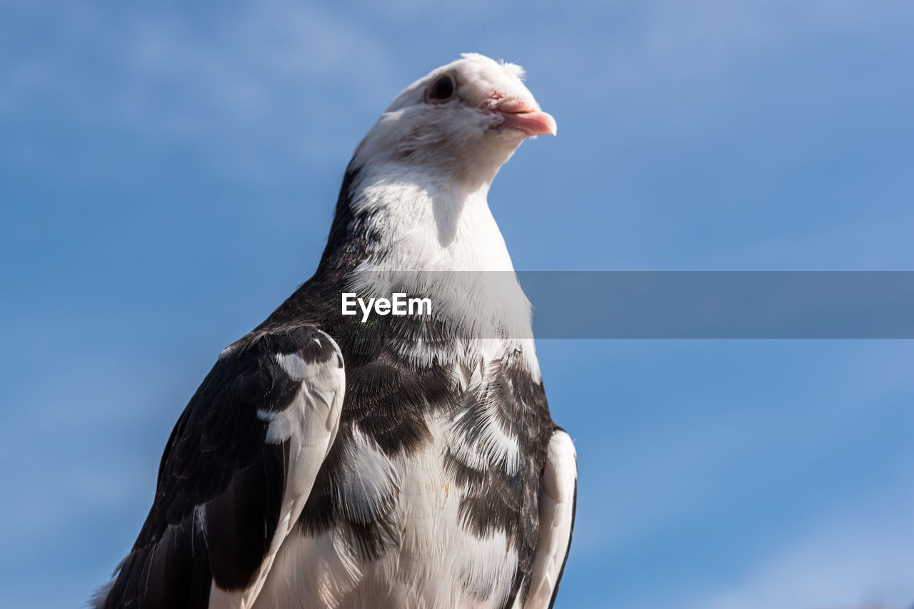 LOW ANGLE VIEW OF SEAGULL