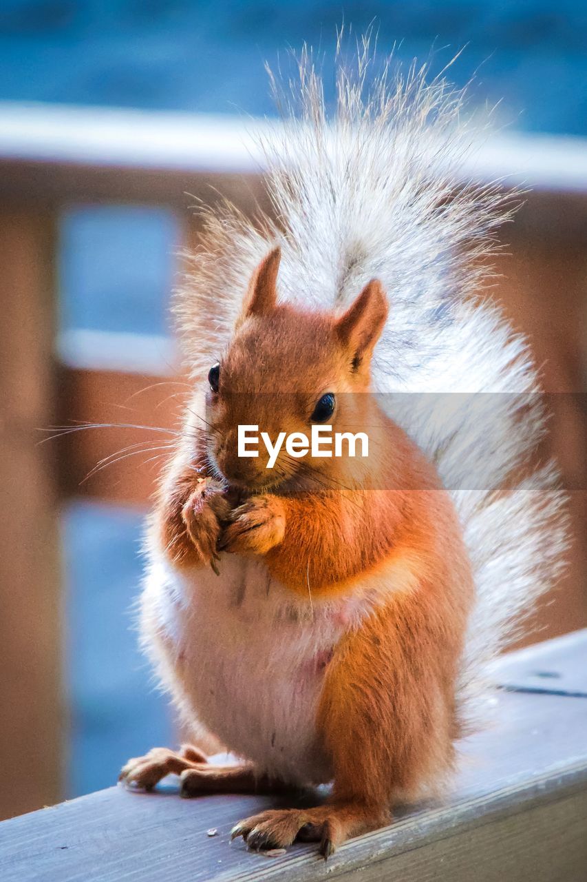 Close-up of squirrel on wood