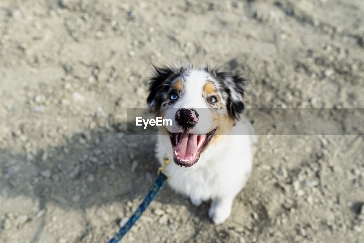An australian shepherd dog with colored eyes and nose sits on gravel with its mouth open.
