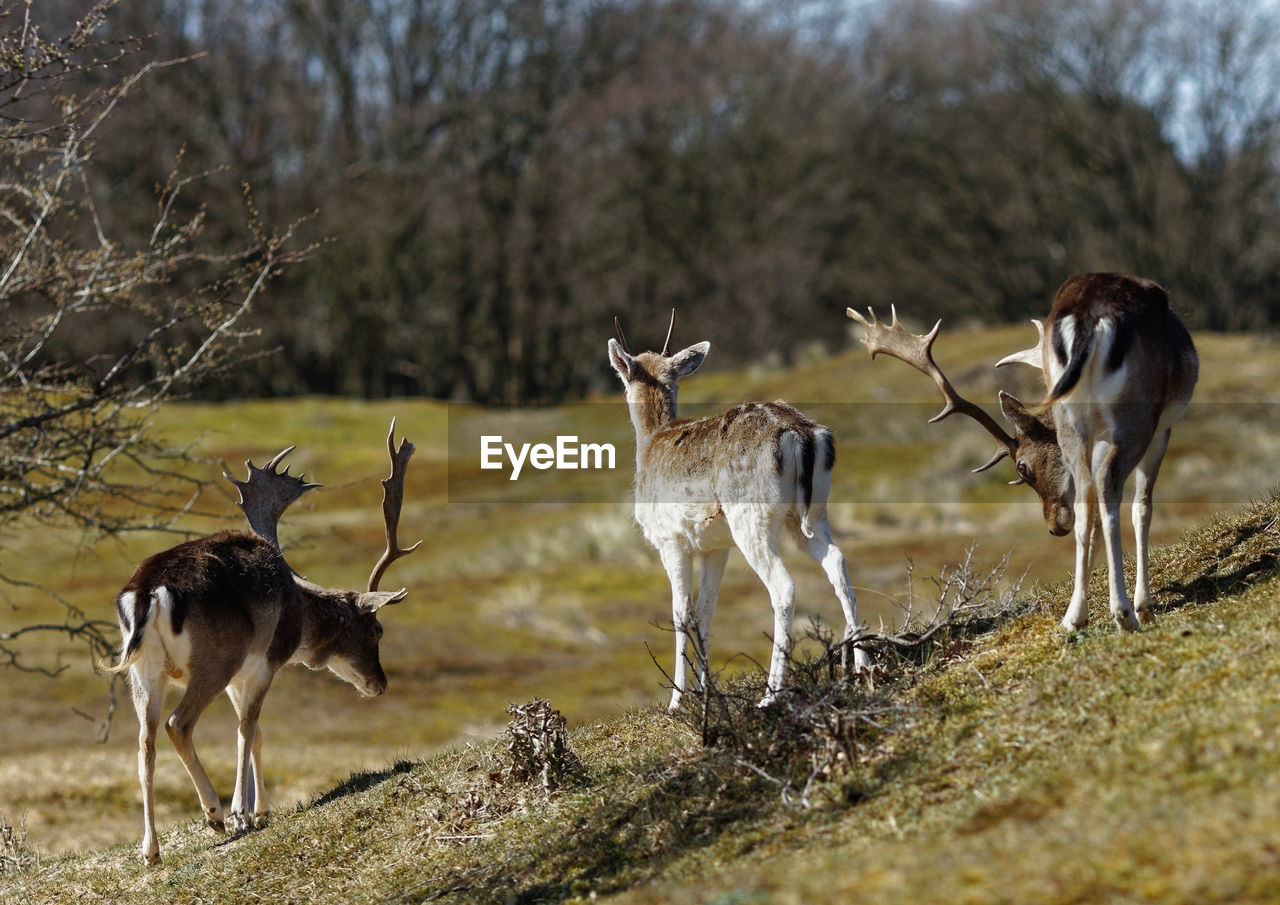 Flock of deer on field