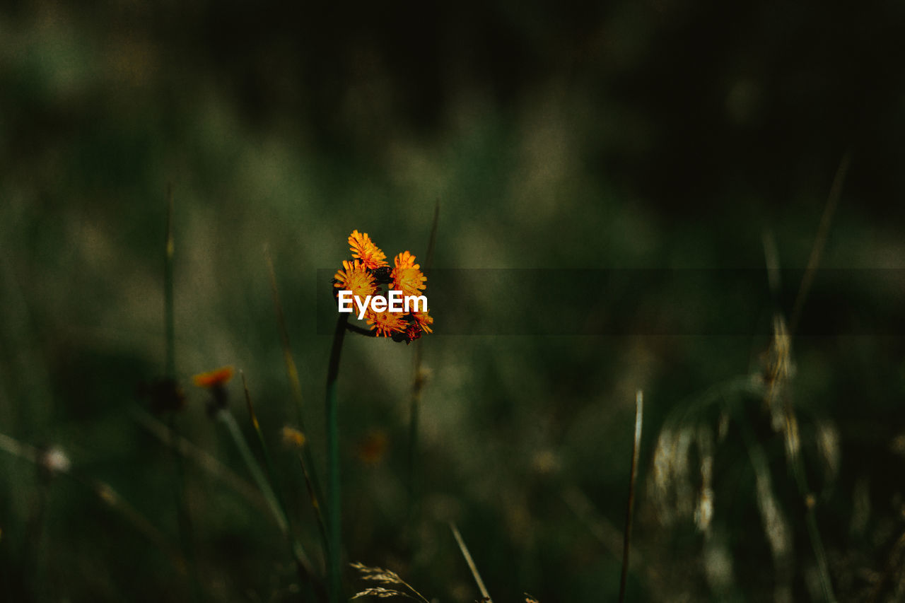 Close-up of orange flowering plant on field