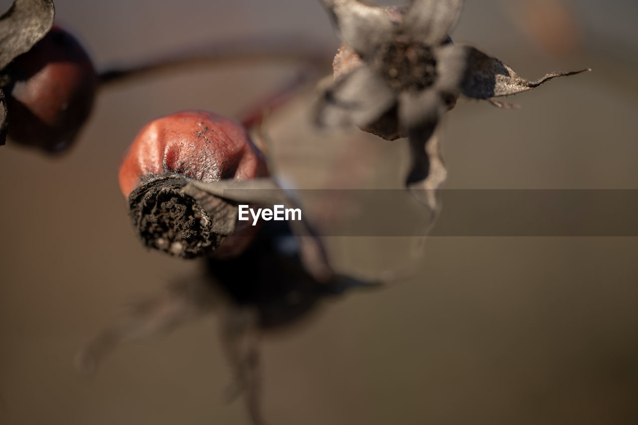 macro photography, close-up, flower, leaf, no people, nature, food, food and drink, animal themes, indoors, animal, animal wildlife, healthy eating, fruit, studio shot, plant, freshness, focus on foreground, petal