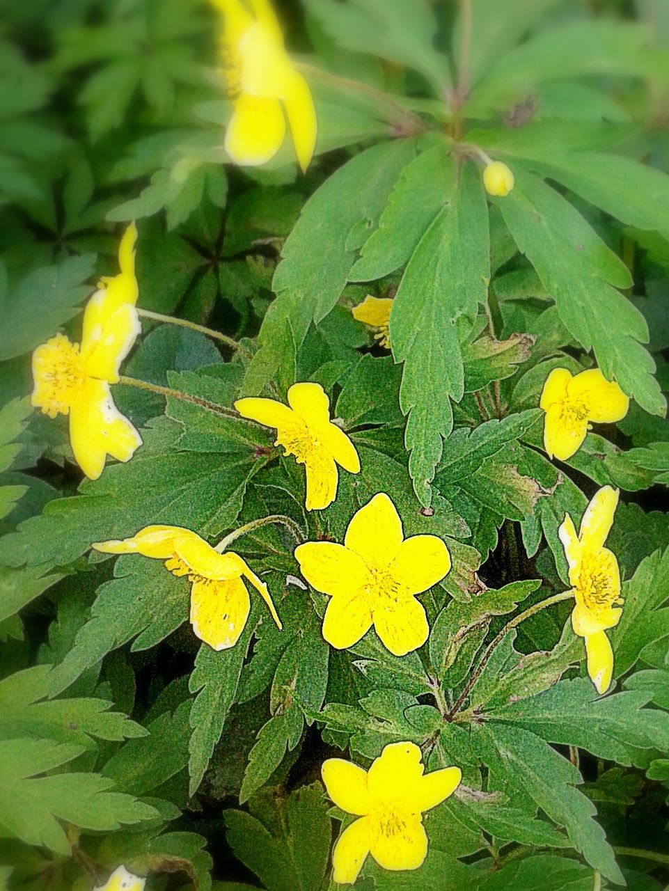 CLOSE-UP OF YELLOW FLOWERS