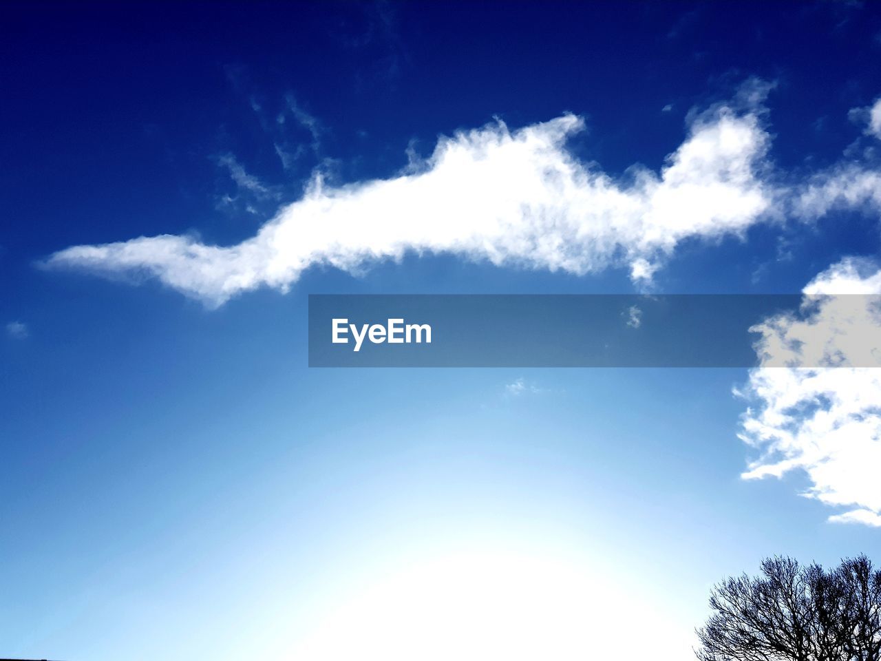 LOW ANGLE VIEW OF TREES AGAINST BLUE SKY