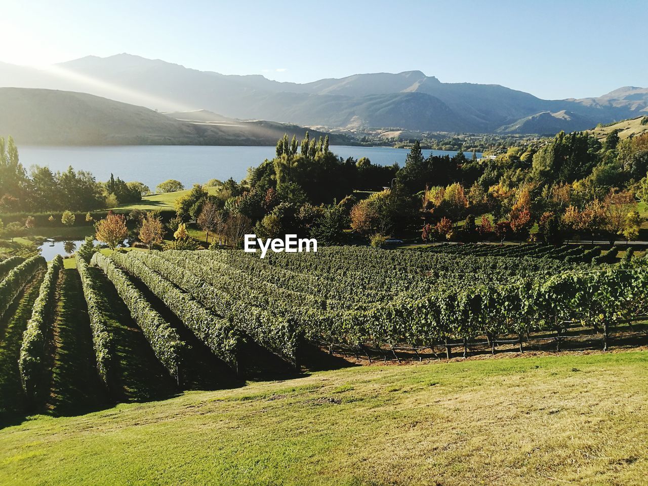 VIEW OF VINEYARD AGAINST MOUNTAINS