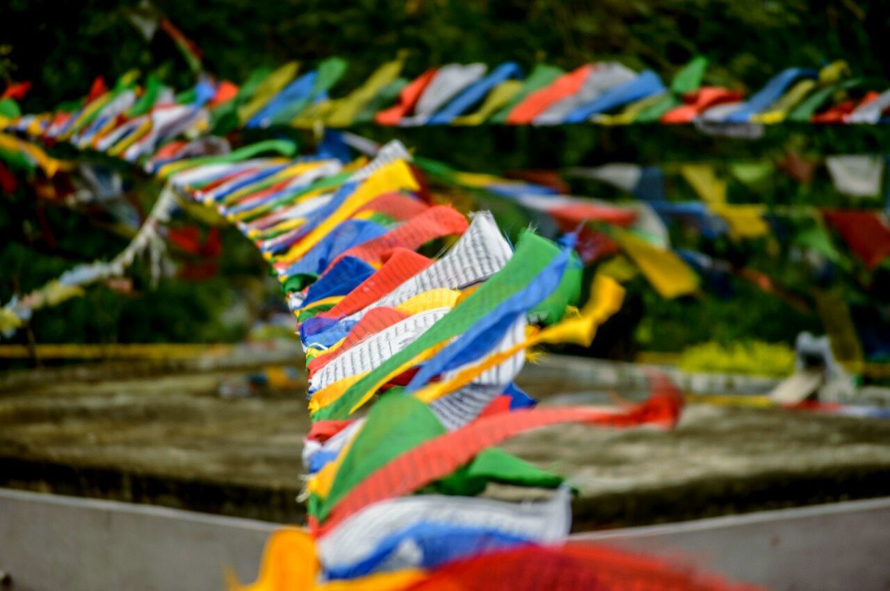 CLOSE-UP VIEW OF MULTI COLORED LEAVES