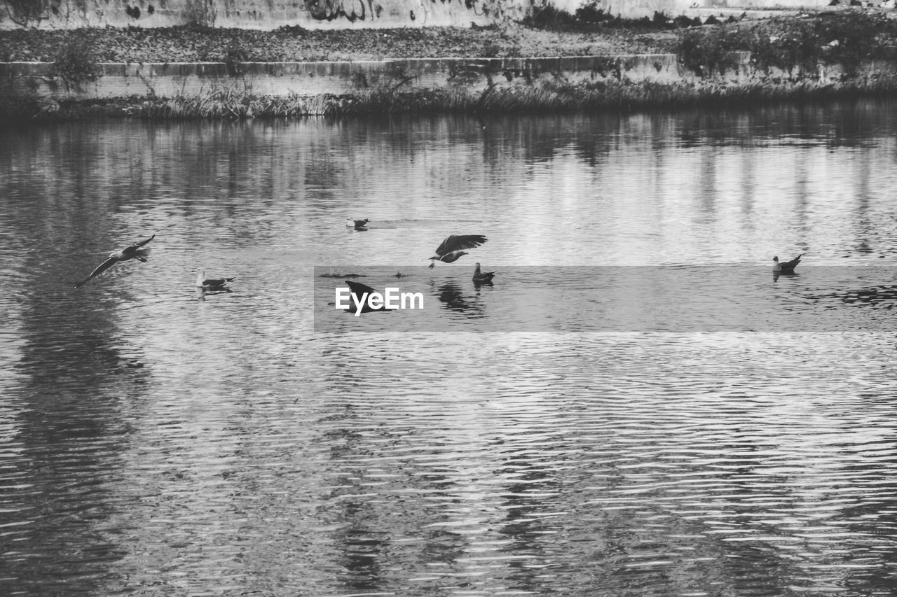 DUCK SWIMMING IN LAKE