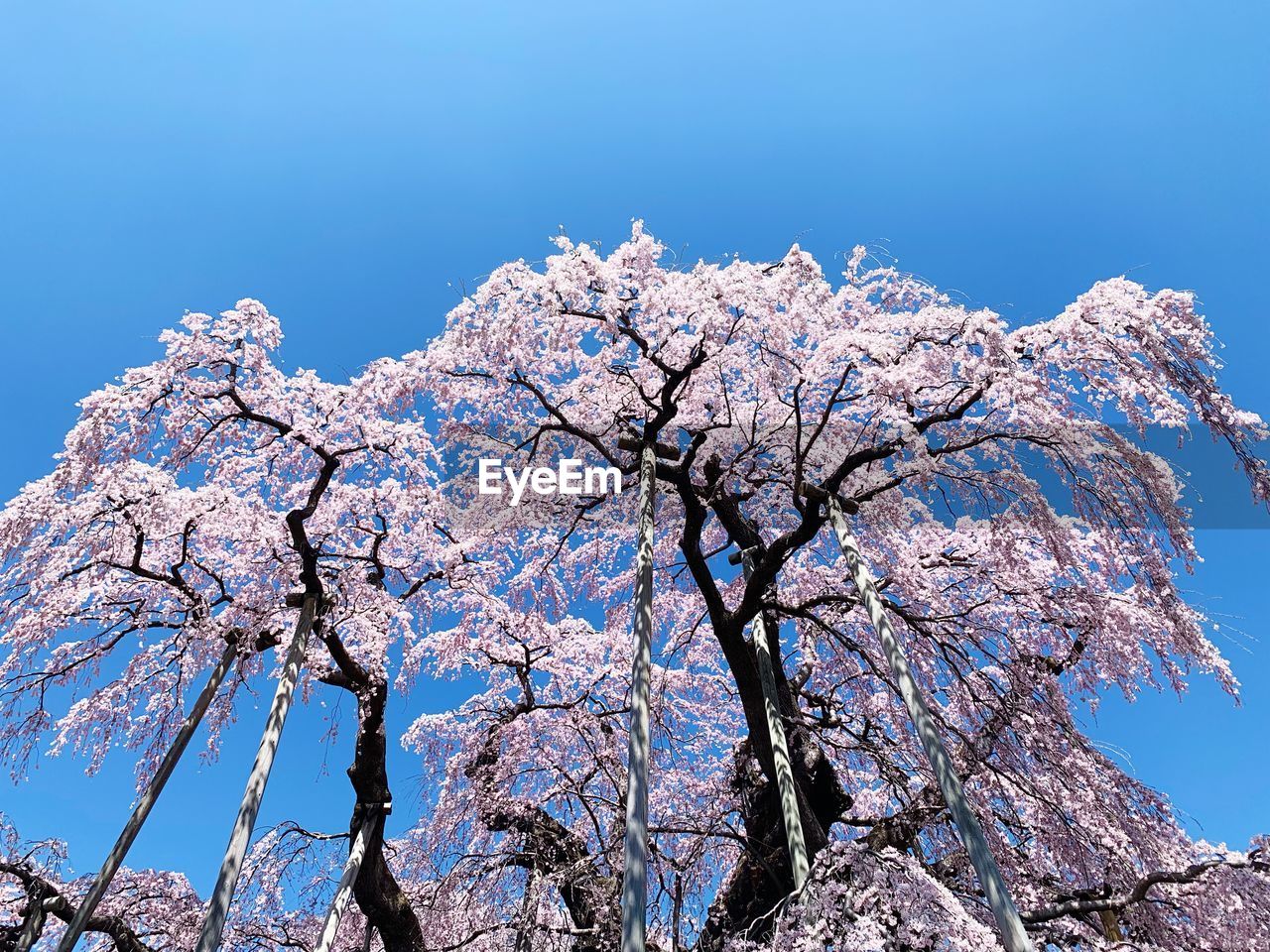 LOW ANGLE VIEW OF FLOWERING TREE AGAINST BLUE SKY