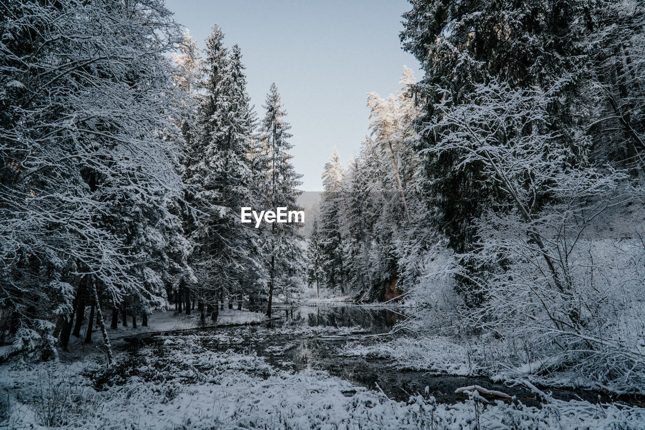 Trees in snow covered forest