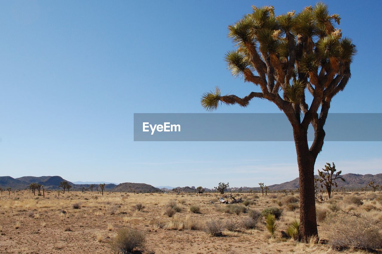 Trees on desert against clear blue sky