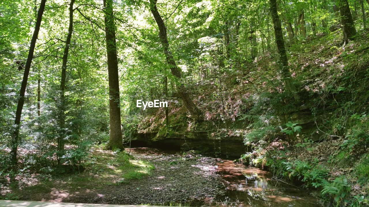 VIEW OF TREES IN FOREST