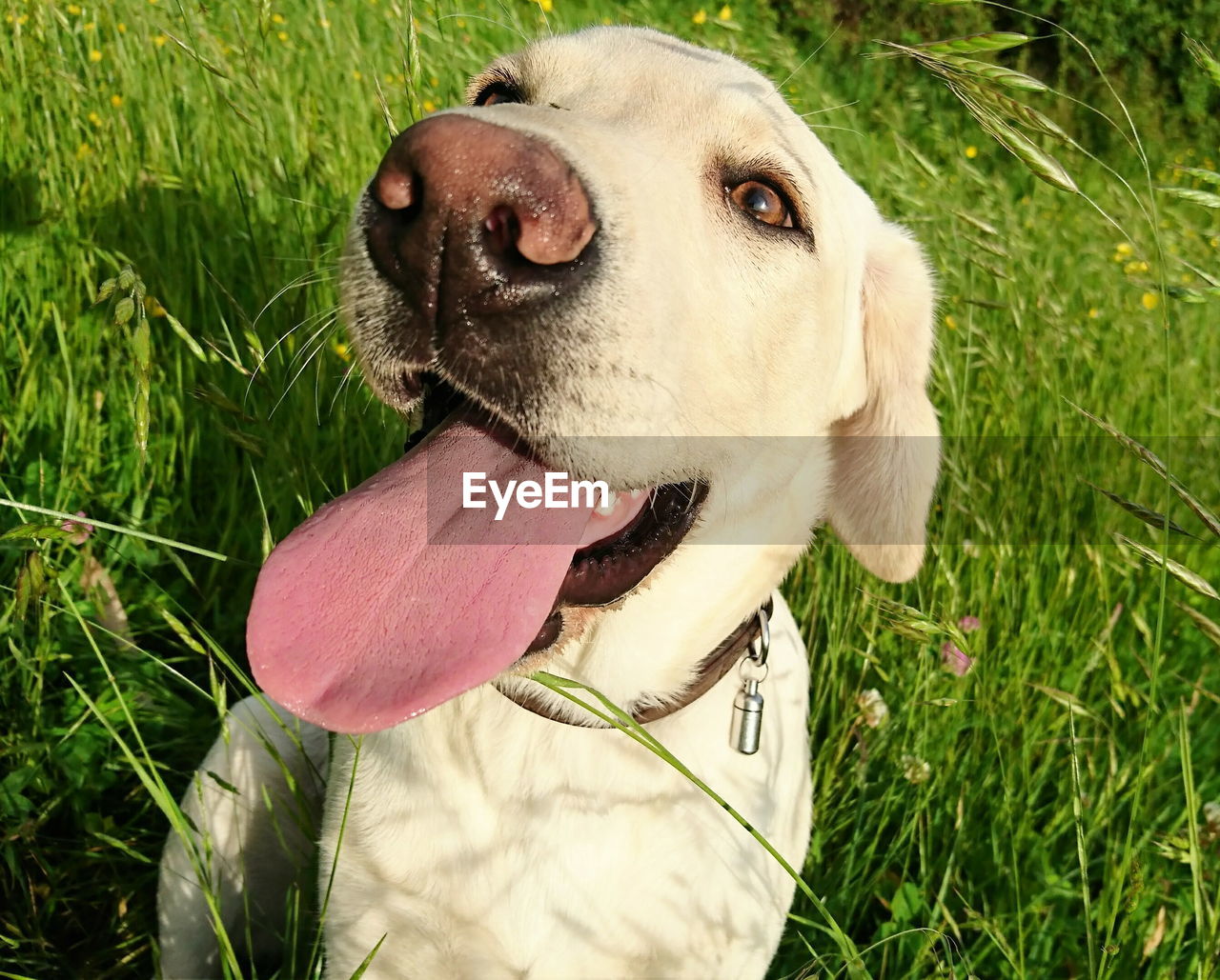 Close-up high angle view of dog on field