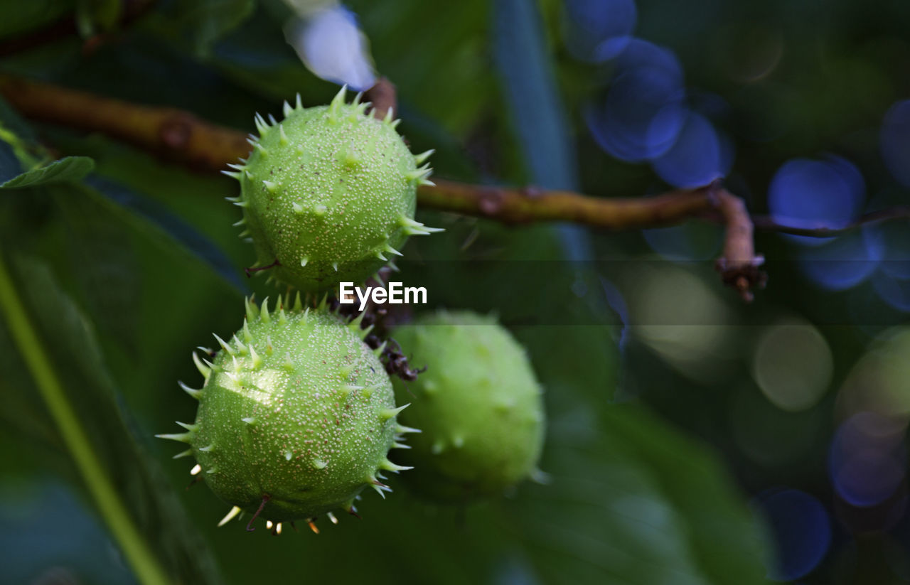 Green fruit with thorns found on a tree in one of umea's central parks