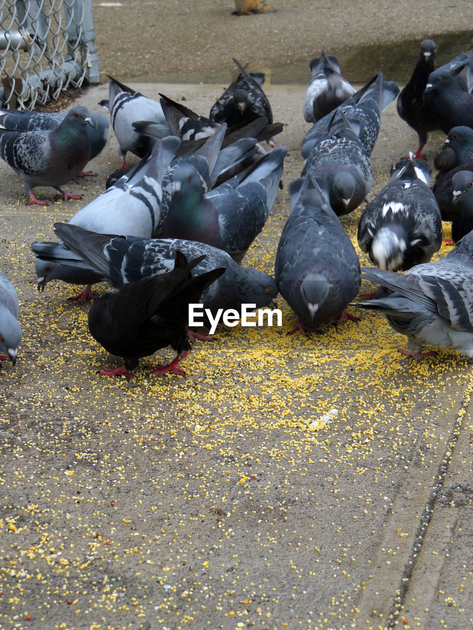 HIGH ANGLE VIEW OF PIGEONS ON GROUND