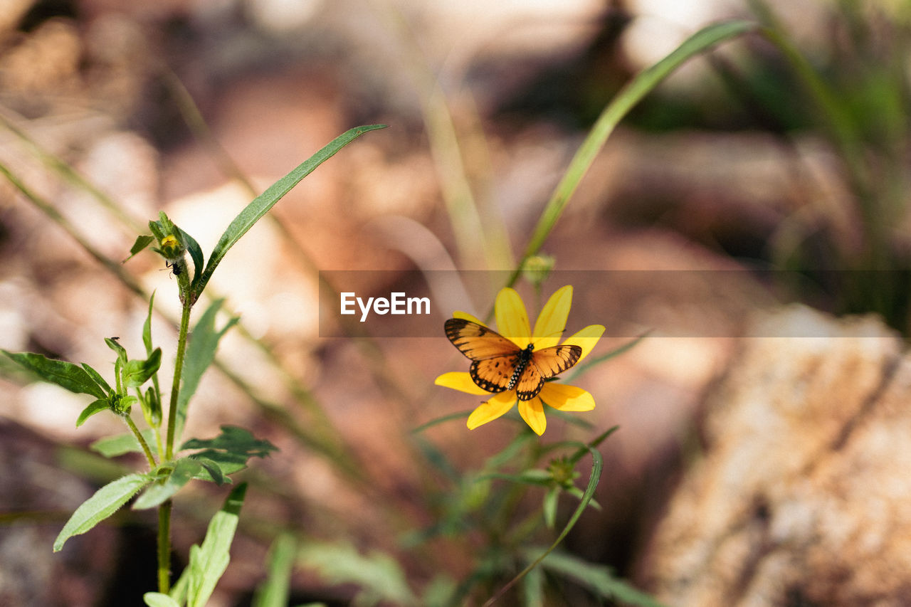 Close-up of yellow flower with butterfly on it.