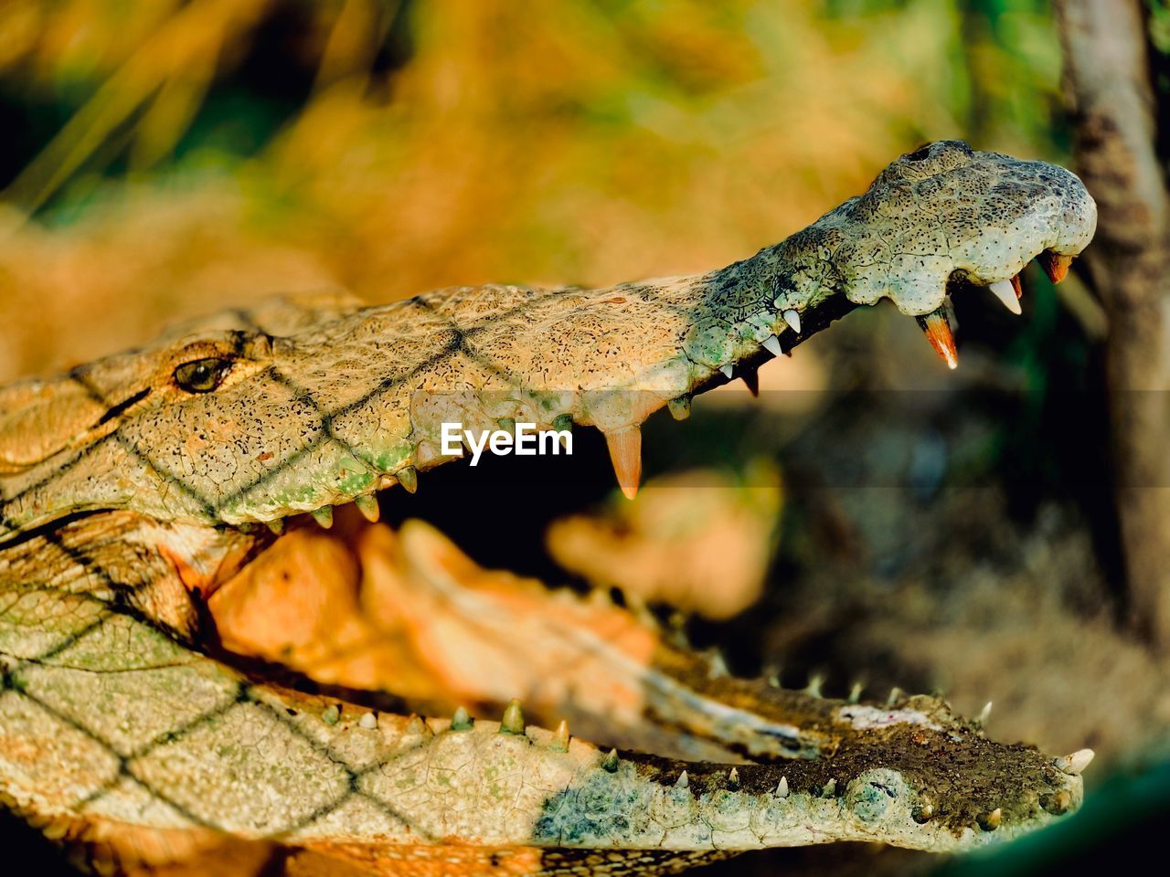 CLOSE-UP OF A REPTILE