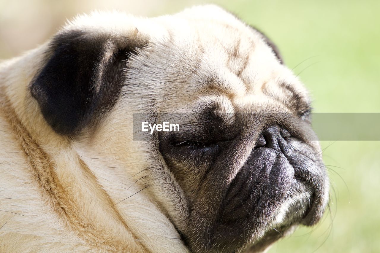 Close-up portrait of a dog