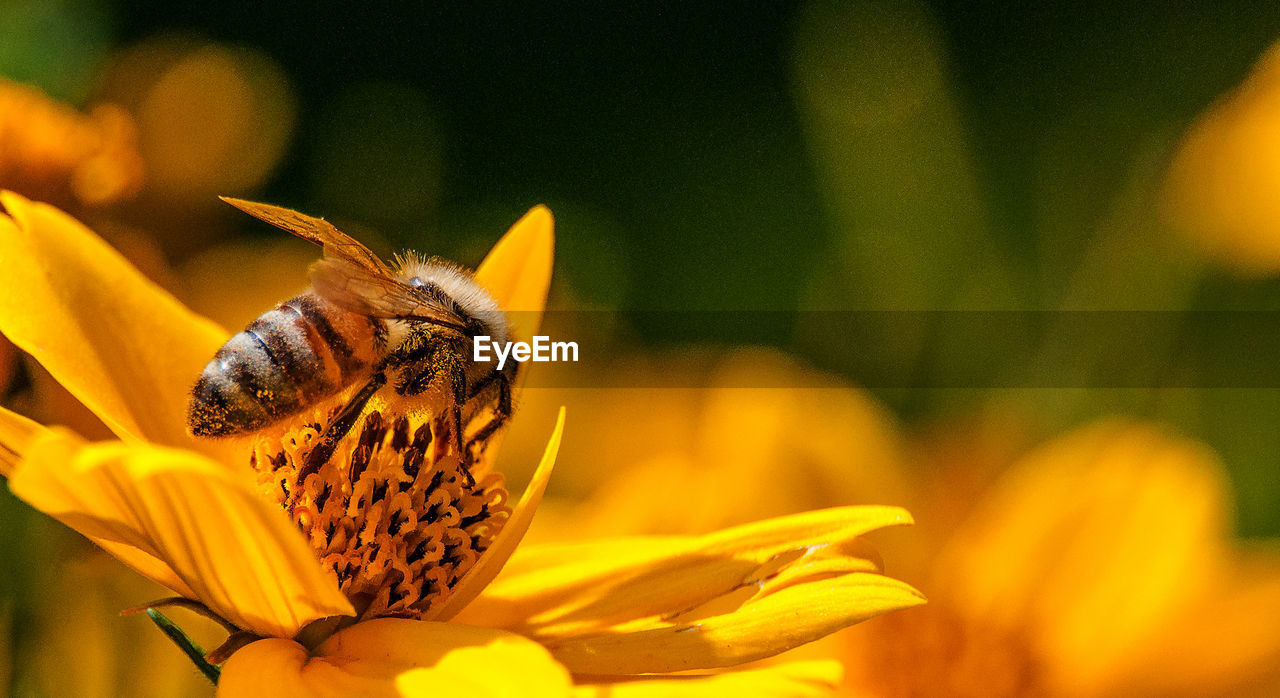 Close-up of insect on yellow flower