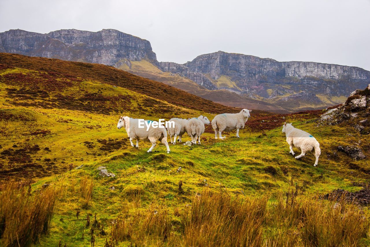 Sheep standing on grassy hill against clear sky