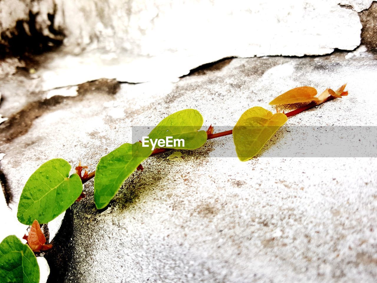 Close-up of plant growing in water