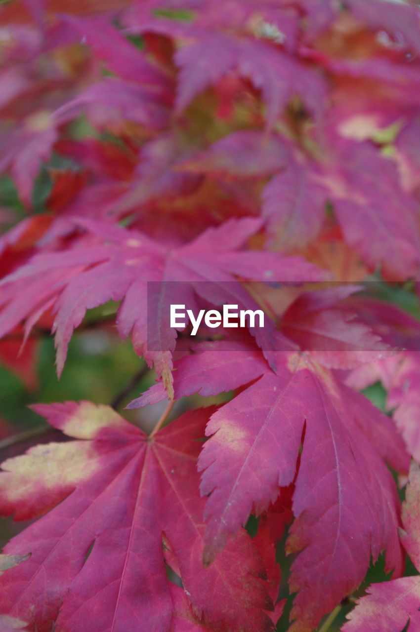 Full frame shot of pink flowers