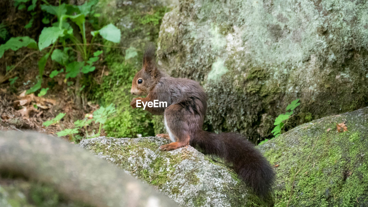 SQUIRREL ON ROCK AGAINST PLANTS