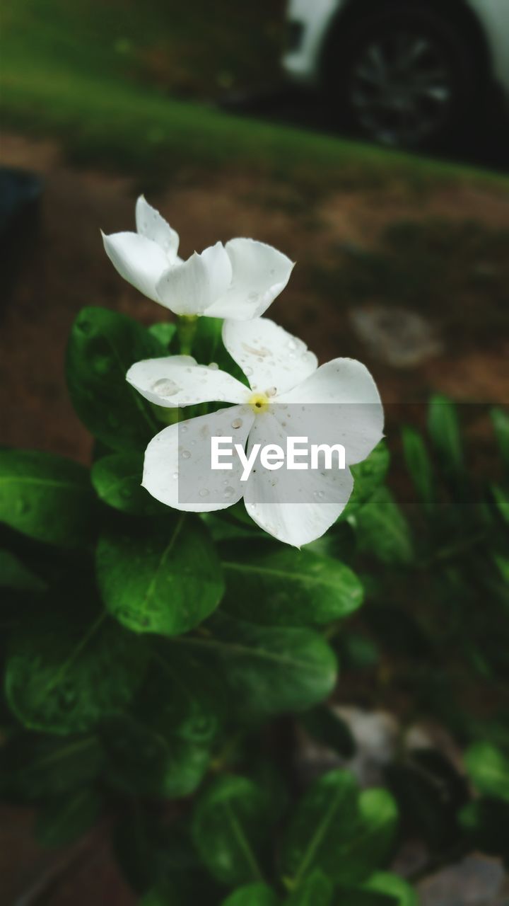 CLOSE-UP OF WHITE FLOWERS BLOOMING