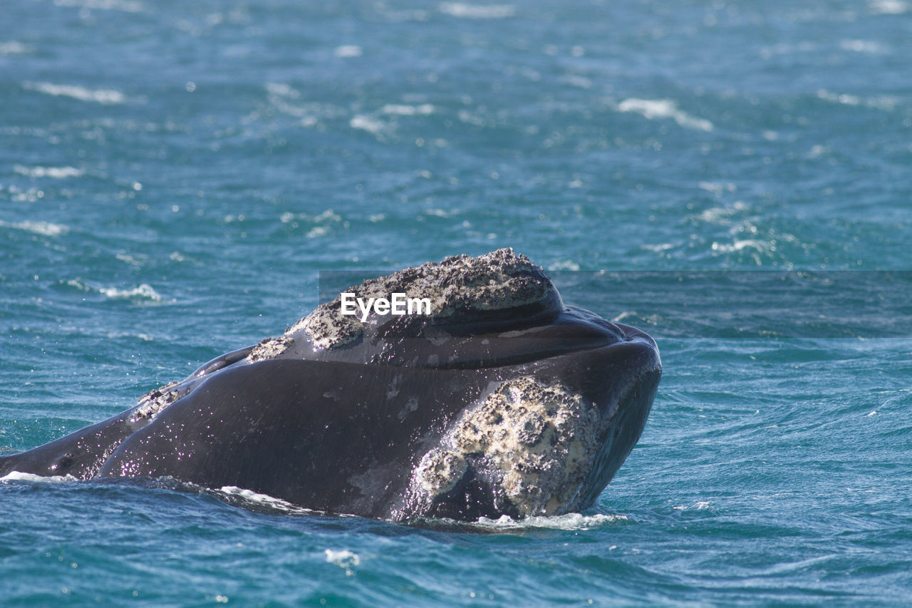 VIEW OF TURTLE SWIMMING IN SEA AGAINST BLUE SKY