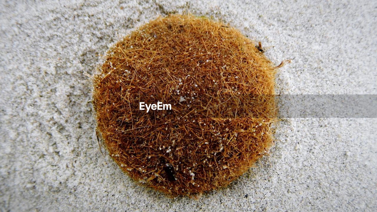 Close-up of seaweed ball on the beach