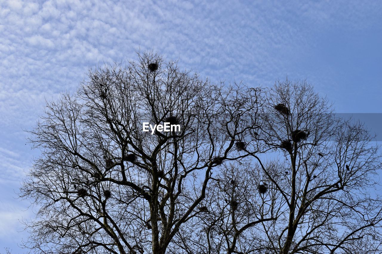 LOW ANGLE VIEW OF PLANT AGAINST SKY