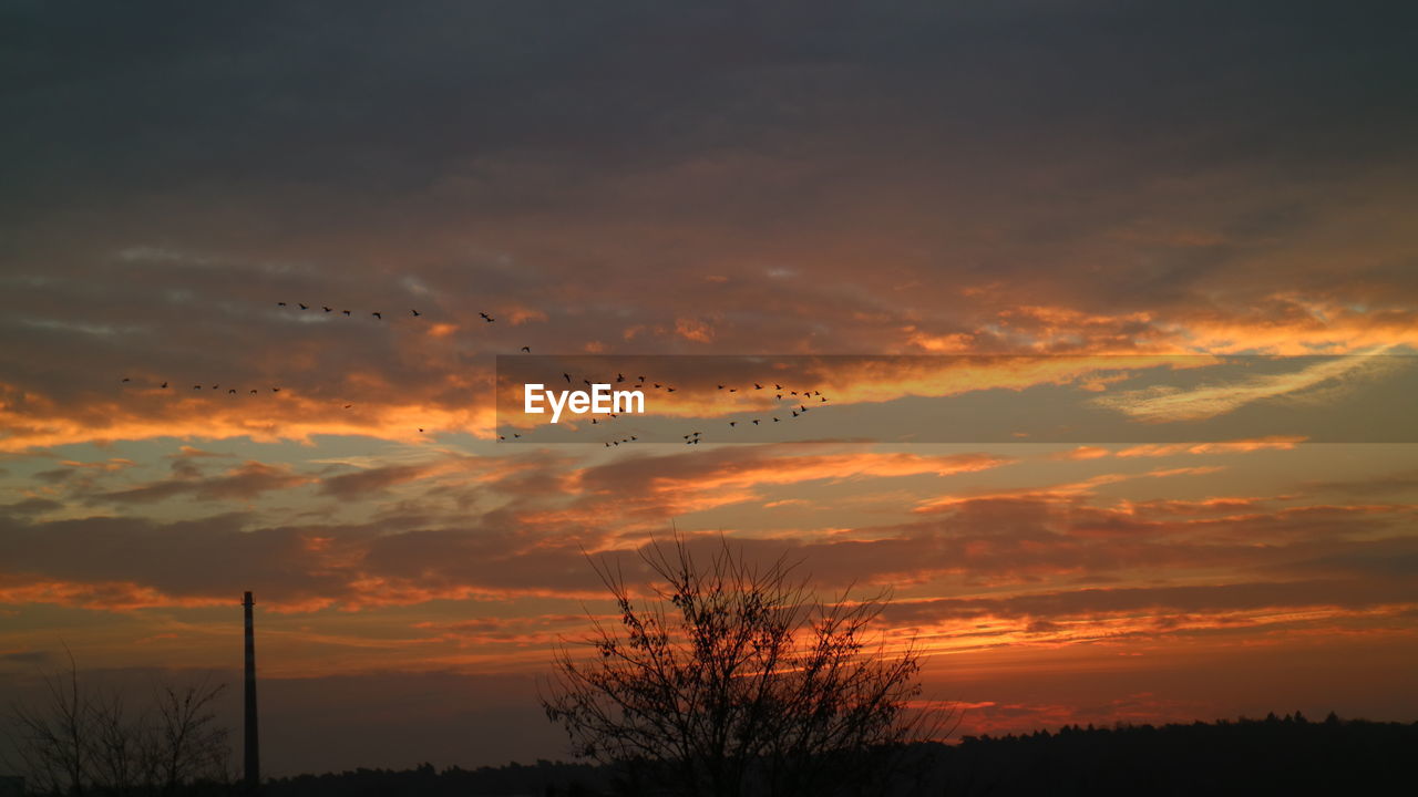 SILHOUETTE BIRDS FLYING OVER TREES AGAINST ROMANTIC SKY