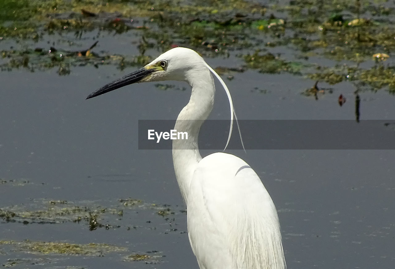 CLOSE-UP OF GRAY HERON ON LAKE