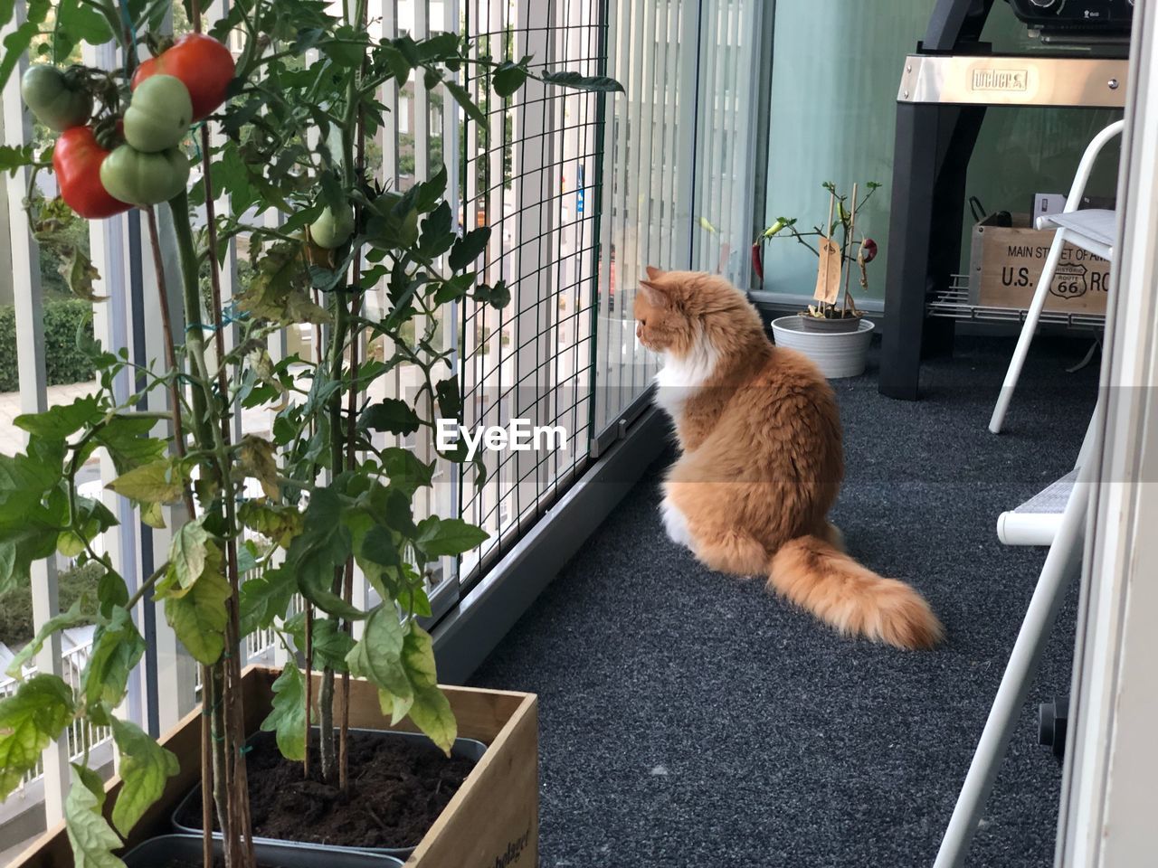 CAT SITTING BY POTTED PLANT