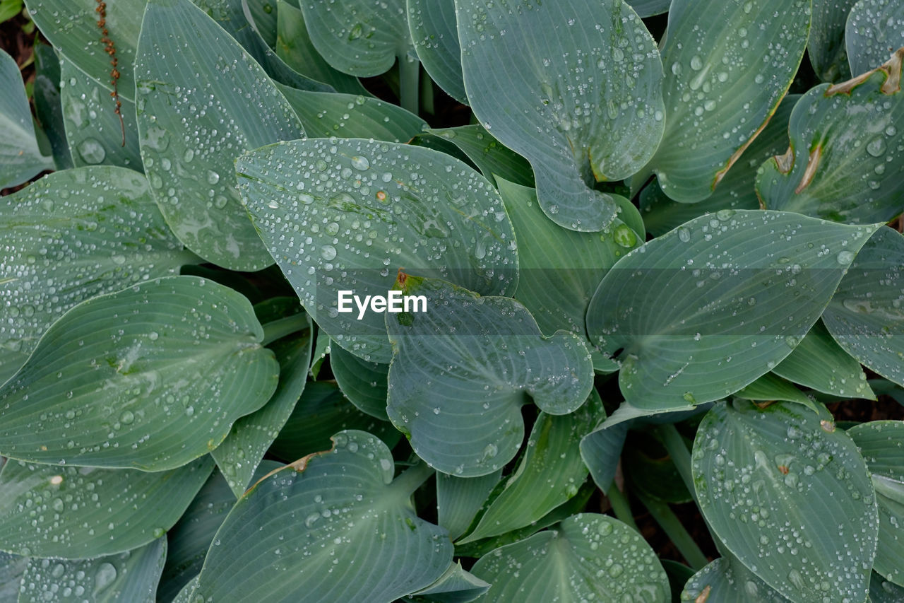 FULL FRAME SHOT OF WET PLANT LEAVES