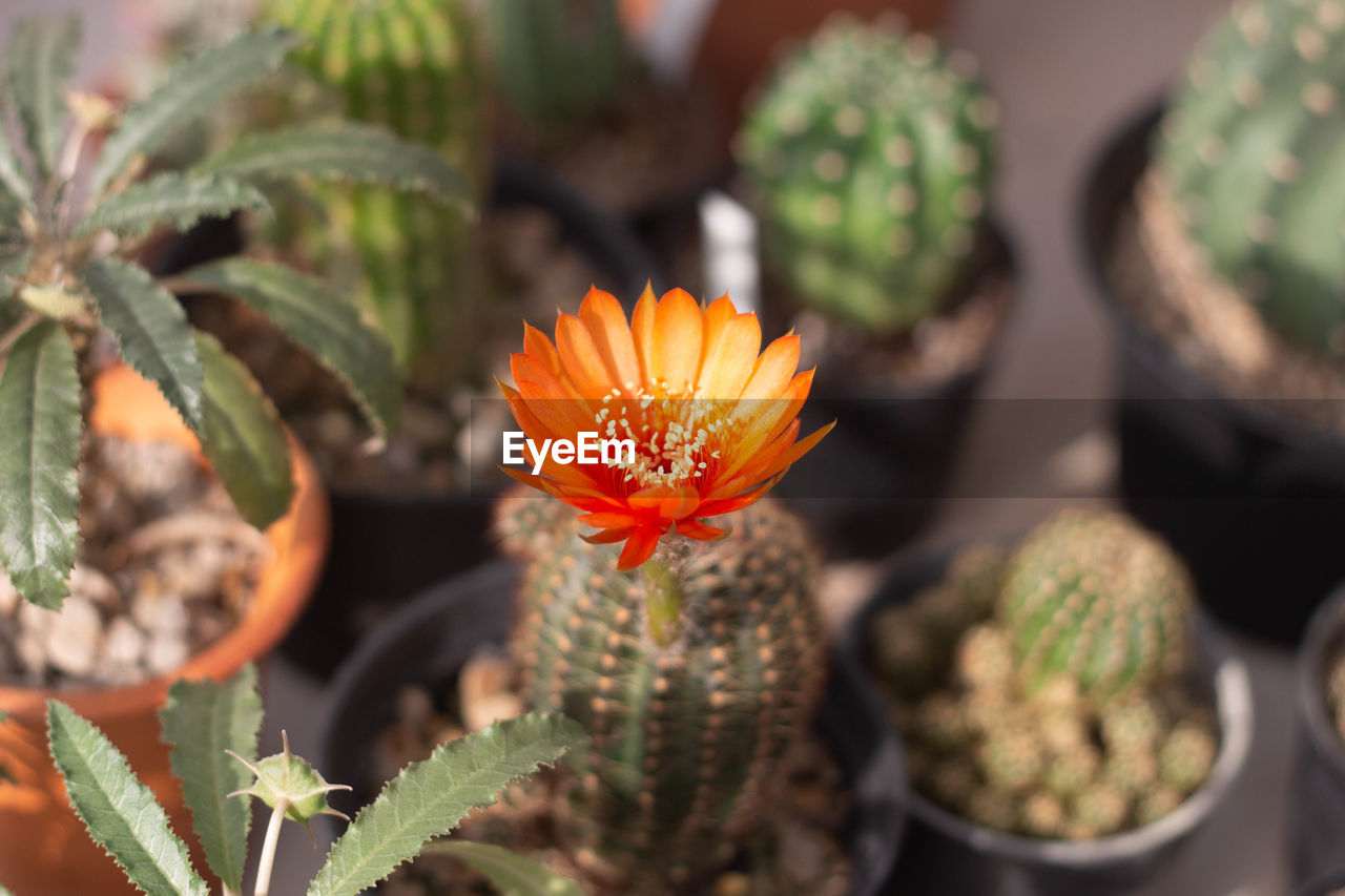 CLOSE-UP OF ORANGE CACTUS FLOWER