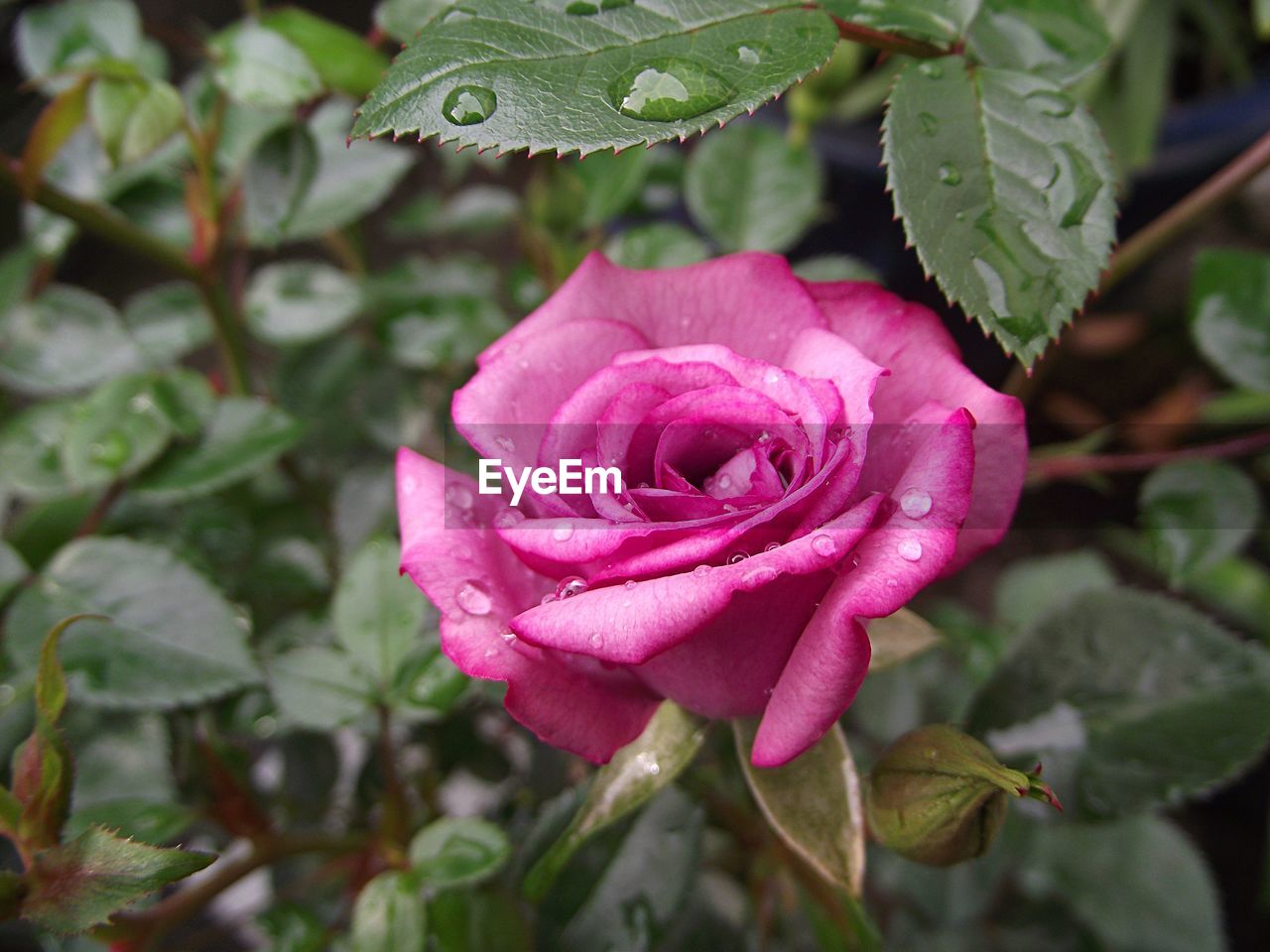 Close-up of water drops on rose