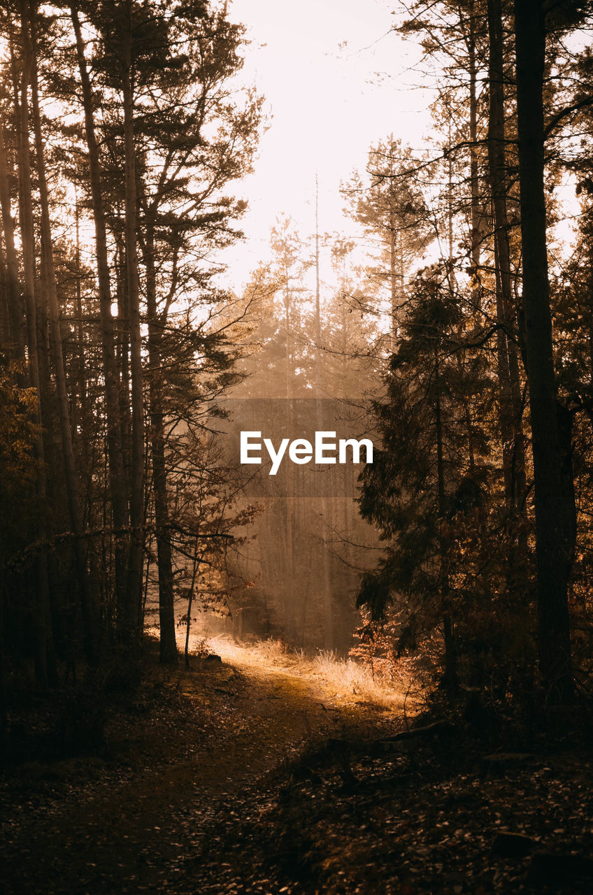 Dirt road amidst trees in forest