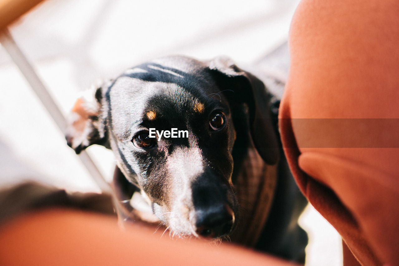 CLOSE-UP PORTRAIT OF BLACK DOG WEARING HAT