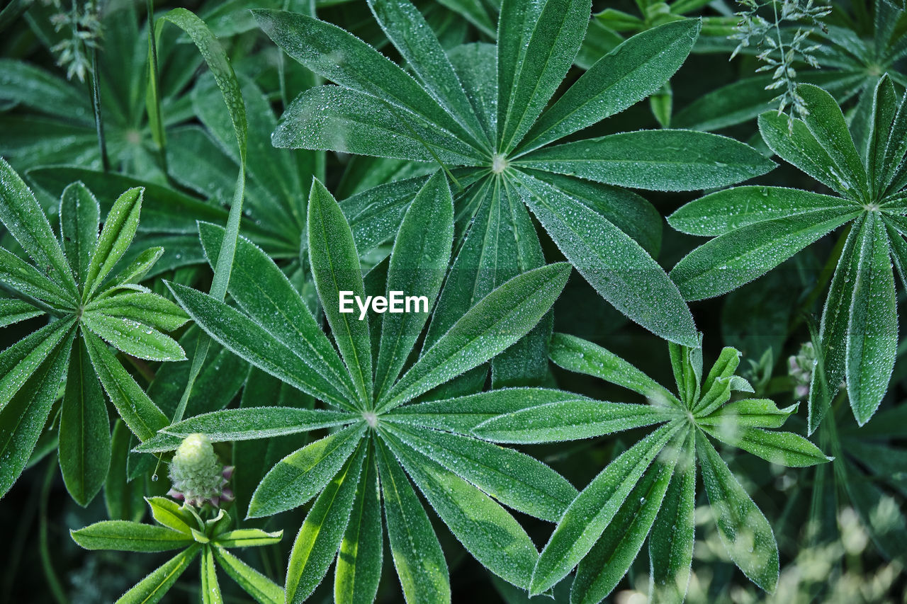 Full frame shot of plants