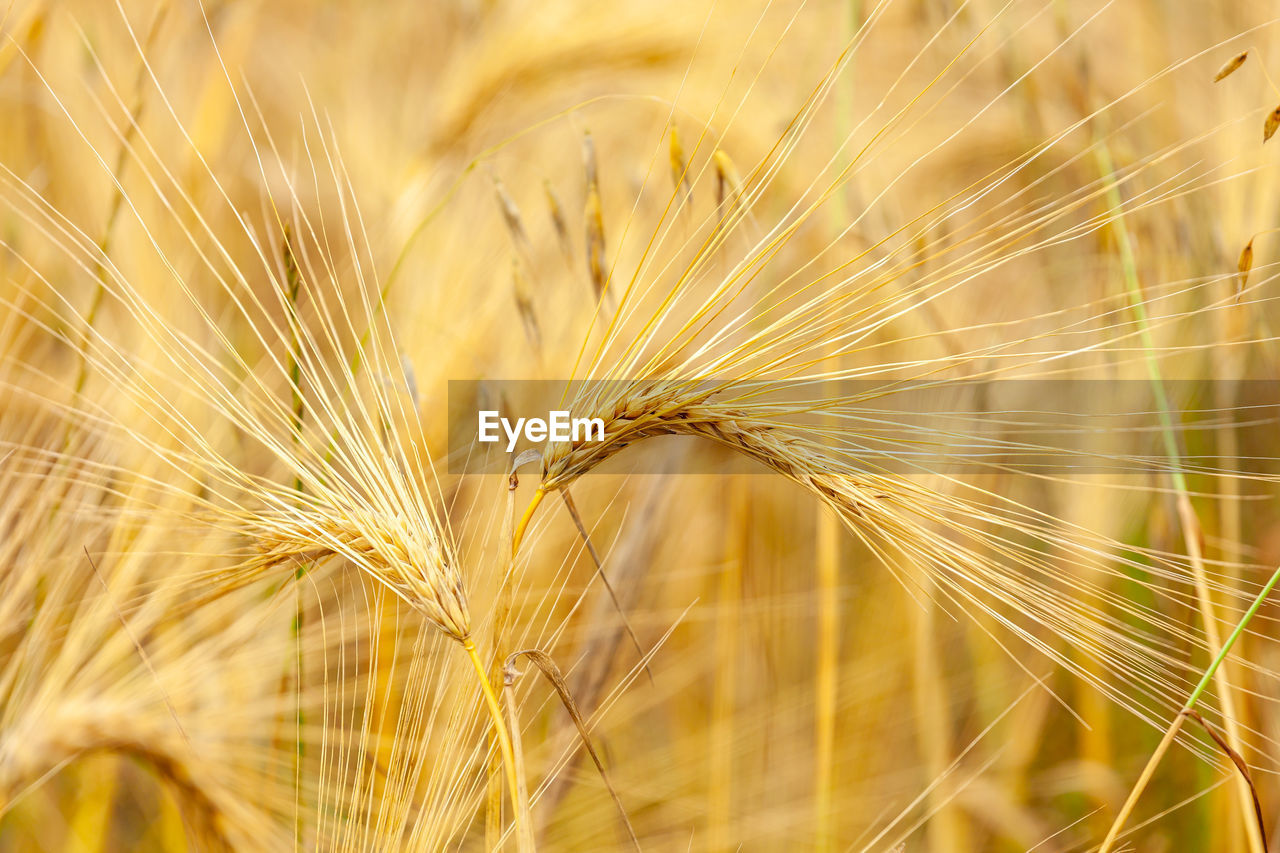 food, crop, cereal plant, agriculture, plant, gold, rural scene, field, nature, landscape, summer, close-up, wheat, macro, seed, backgrounds, yellow, beauty in nature, barley, extreme close-up, growth, land, food grain, food and drink, environment, ripe, farm, autumn, rye, no people, vibrant color, outdoors, organic, harvesting, sun, sky, freshness, selective focus, multi colored, copy space, sunset, sunlight, pattern, focus on foreground