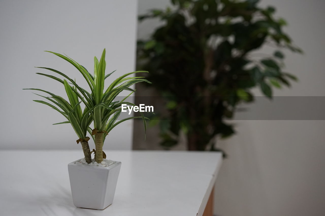 CLOSE-UP OF POTTED PLANT ON TABLE AGAINST TREES