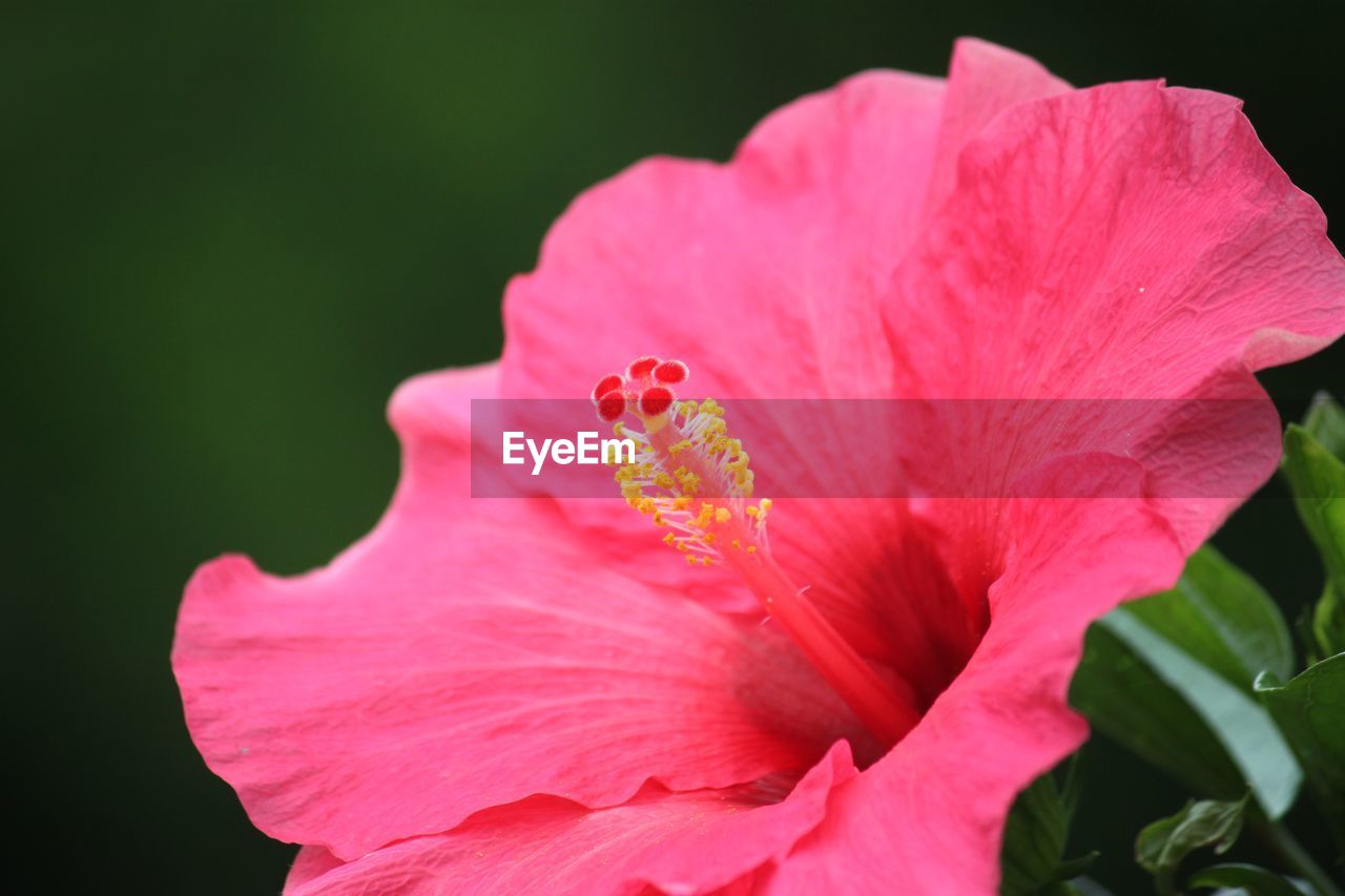 Close-up of pink hibiscus flower